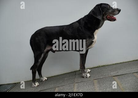 Seitenansicht eines Labrador Mastiff-Crossbreed-Hundes, der auf einem Hang steht Stockfoto