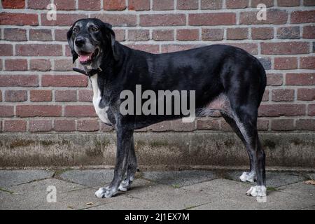 Seitenansicht eines Labrador Mastiff-Crossbreed-Hundes, der vor einer Backsteinmauer steht Stockfoto