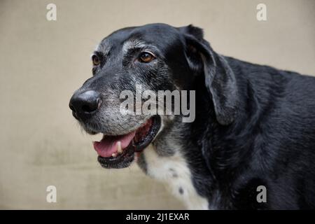 Porträt-Nahaufnahme eines Labrador Mastiff-Crossbreed-Hundes, der vor einer Wand steht Stockfoto