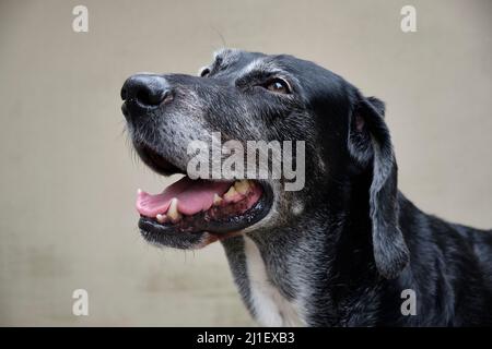 Porträt-Nahaufnahme eines Labrador Mastiff-Crossbreed-Hundes, der vor einer Wand steht Stockfoto