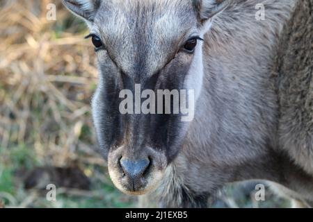 Eland Cow, Pilanesberg National Park Stockfoto