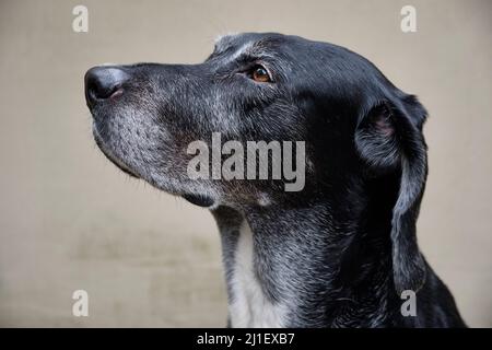 Porträt-Nahaufnahme eines Labrador Mastiff-Crossbreed-Hundes, der vor einer Wand steht Stockfoto