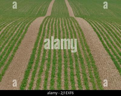 Frisch gepflanzte grüne Pflanzen auf einem Feld im Frühjahr in Reihen, Cunovo, Slowakei Stockfoto