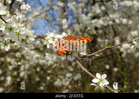 Polygonia c-Album, Comma Butterfly, C-Falter in Berlin, Ende März 2022. Stockfoto