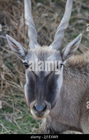 Eland Cow, Pilanesberg National Park Stockfoto