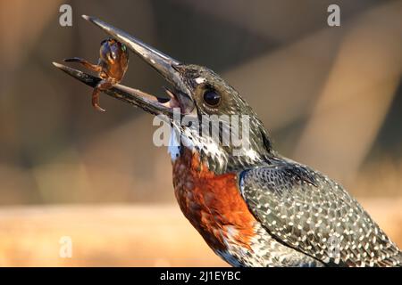 Giant Kingfisher, Kruger National Park Stockfoto