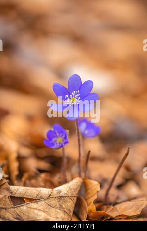 Anemone hepatica Blume in einer Detailansicht auf verschwommenem Hintergrund. Stockfoto