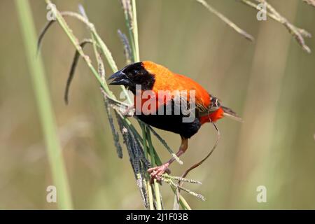 Southern Red Bishop, Krüger National Park Stockfoto