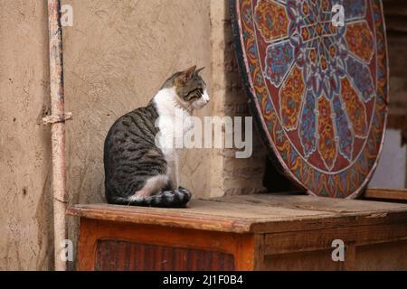 Straßenkatzen von Marrakesch, Marokko. Einheimische Hauskatze sitzt auf einem Tisch. Stockfoto