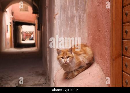 Straßenkatzen von Marrakesch, Marokko. Einheimische Hauskatze, die sich auf einer Wandnische entspannen. Stockfoto