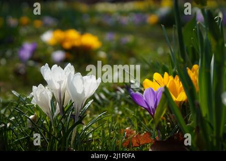 im Frühling blüht der krokus auf der Wiese Stockfoto