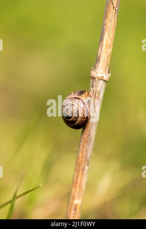 Schnecke mit einer Muschel auf einem Zweig im Gras auf verschwommenem Hintergrund. Stockfoto
