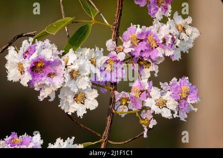 Eine Nahaufnahme eines blühenden riesigen Crepe-Myrte (Lagerstroemia speciosa) Zweiges, der in der Frühlingssonne blüht Stockfoto