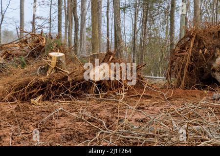 Vorbereitung Land für die Unterbringung von neuen komplexen Grundstück mit in Baumstumpf Entfernung der Aushub von Stamm Wurzeln Stockfoto