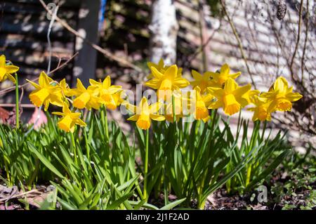 Narzissen an einem sonnigen Tag Stockfoto