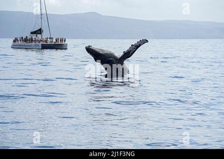 Maui, HI/USA - 18. Februar 2022: Touristen beobachten an Bord eines Whale Watching Bootes die Wale, die in den Gewässern des Pazifischen Ozeans vor der Küste von Maui brechen. Stockfoto