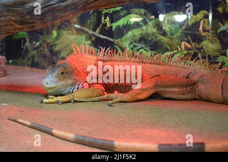 Wildtiere Natur, große Eidechse. Porträt von orangen Leguan im Terrarium . Wildlife-Szene aus der Natur. Nahaufnahme des Gesichts Porträt einer Eidechse aus Südamerika. Stockfoto