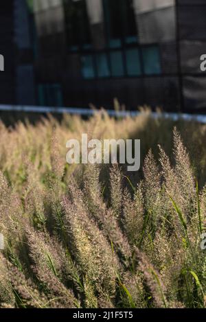 Sommerszenen aus der Highline in New York City Stockfoto