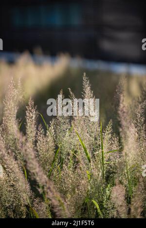 Sommerszenen aus der Highline in New York City Stockfoto