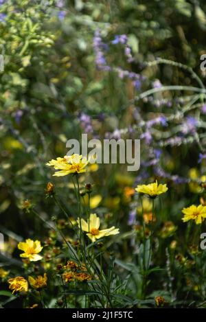 Sommerszenen aus der Highline in New York City Stockfoto