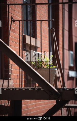 Ein kleiner Containergarten auf einer Feuerflucht eines Wohnhauses in New York City. Blick vom Highline Park. Stockfoto