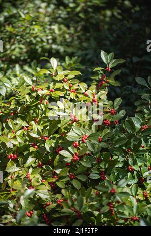 Sommerszenen aus der Highline in New York City Stockfoto