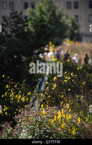 Sommerszenen aus der Highline in New York City Stockfoto