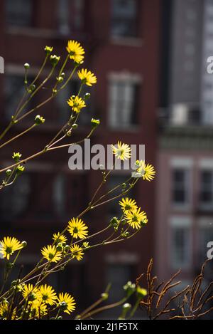 Sommerszenen aus der Highline in New York City Stockfoto