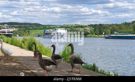 Wilde Gänse auf dem Fluss während eines Spaziergangs. Rest der Vögel, um Nahrung zu nehmen und sich auszuruhen. Tierfoto in der Landschaft Stockfoto