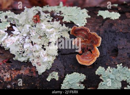 Ein orangefarbener Pilz wächst neben einem grünen Lichen auf einem Waldwald Stockfoto