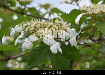 Blühendes Viburnum. Blühendes Frühlingsviburnum. Japanischer Viburnum - Viburnum plicatum, dekorativer Strauch. Stockfoto