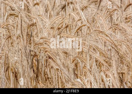 Ohren Reifung Gerste/Hordeum vulgare in Müsli 7/8-Feld. Metapher für das Konzept der Hungersnot, die Ernährungssicherheit, die Lebensmittel wachsen, die Nahrungsmittelversorgung in Großbritannien. Stockfoto