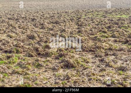 Schweinefeld, nachdem die Tiere den Boden für Nahrung freirangig oder „verwurzelt“ haben. Sumpfiger Schlamm, sumpfiger Boden, schlammiger Boden, verfestigt. Stockfoto