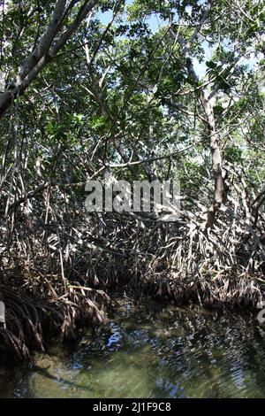 Mangroven mit Luftwurzeln in den Florida Keys Stockfoto