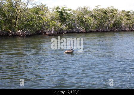 Brauner Pelikan schwimmt auf dem Wasser in den Mangrovenwäldern der Florida Keys Stockfoto