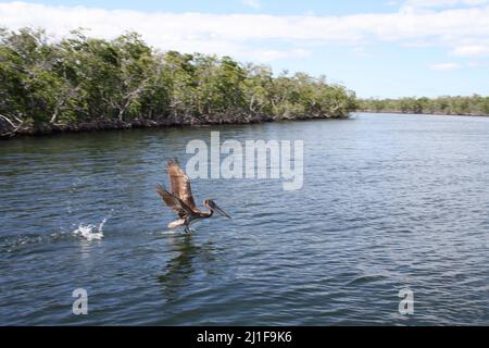 Brauner Pelikan, der auf dem Wasser der Mangrovenwälder in Florida beginnt Stockfoto