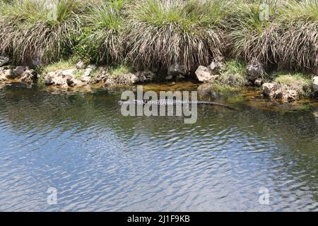 Alligator schwimmend in den Untiefen eines Kanals in den Florida Everglades, in der Nähe des Ufers Stockfoto