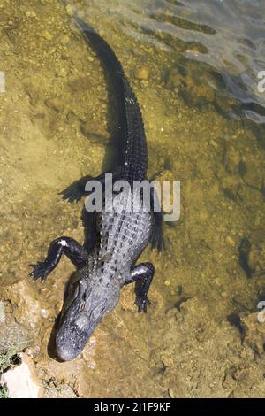 Alligator in den Untiefen eines Kanals in den Florida Everglades, von oben betrachtet Stockfoto