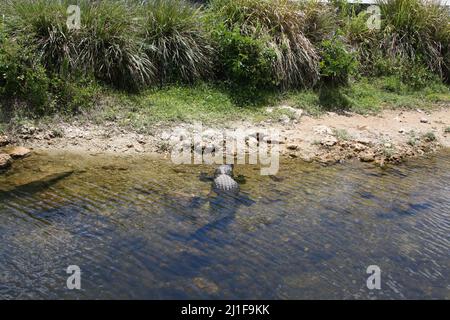 Alligator in den Untiefen eines Kanals in den Florida Everglades, in der Nähe des Ufers Stockfoto