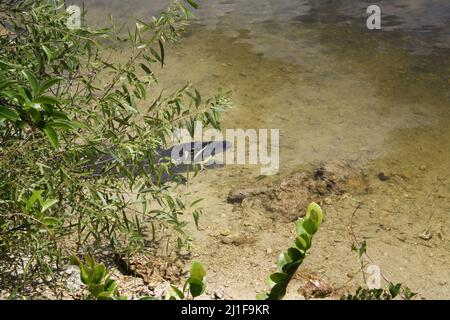 Alligator in den Untiefen eines Kanals in den Florida Everglades, versteckt hinter einem Busch Stockfoto