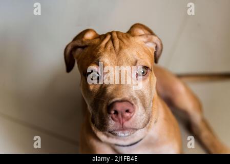 Nahaufnahme des Gesichts eines karamellfarbenen Hundes, der auf die Kamera schaut. Salvador, Bahia, Brasilien. Stockfoto