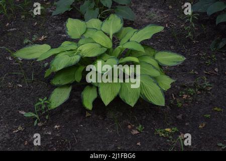 Green Bush Hosta. Hosta verlässt. Natur Hintergrund Bild. Schöne Hosta Blätter Hintergrund. Hosta - Zierpflanze für den Landschaftsbau Park und Avantgarde Stockfoto