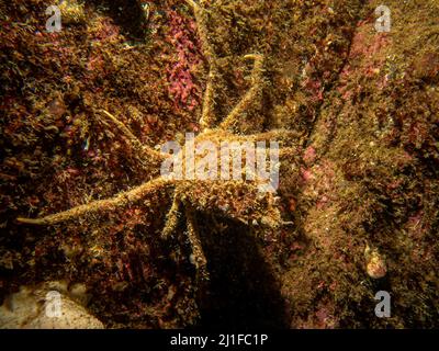 Ein Nahaufnahme Bild von Ascidiacea, gemeinhin bekannt als die Ascidians oder Meer spritzt und eine Spinnenkrabbe. Bild von den Wetterinseln, Skageracksee, Westschweden Stockfoto