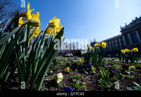 München, Deutschland. 25. März 2022. Narzissen blühen im alten botanischen Garten in der Innenstadt. Quelle: Sven Hoppe/dpa/Alamy Live News Stockfoto