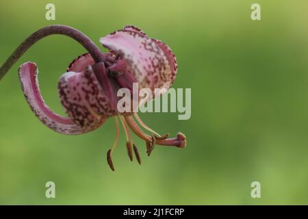 Blüte einer Turk &#39;s Kappenlilie (Lilium mortagon) in den Langen Rhön, Hessen, Deutschland Stockfoto