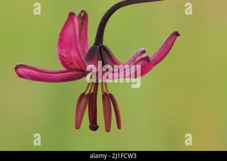 Detail einer türkischen Mützenlilie (Lilium martagon) in der Langen Rhön, Hessen, Deutschland Stockfoto