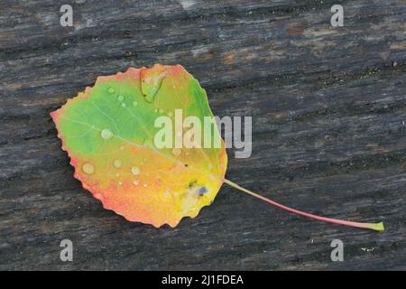 Laub im Herbst mit Wassertropfen von flauschiger Birke (Betula pubescens) im Schwarzmoor in der Rhön, Bayern, Deutschland Stockfoto