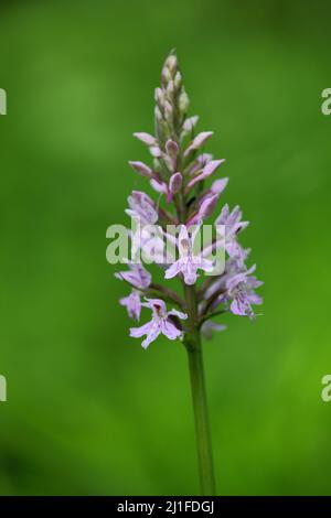 Breitblättrige Orchidee (Dactylorhiza majalis), Bayern, Deutschland Stockfoto