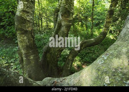 Karpatenbirke (Betula pubescens subsp. Carpatica) im Schwarzen Moor der Rhön, Bayern, Deutschland Stockfoto