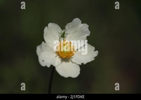 Große Anemone (Anemone sylvestris) mit kleiner Heuschrecke in Liliental, Kaiserstuhl, Baden-Württemberg, Deutschland Stockfoto